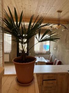 Family Hostel Nika
