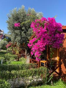 Suzinin Bahçesi Bungalov Evler