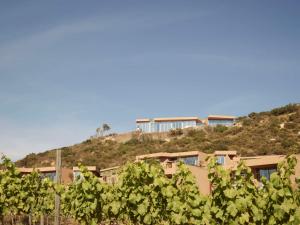 Banyan Tree Veya, Valle de Guadalupe