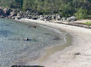 Flisbergen - Simpnäs