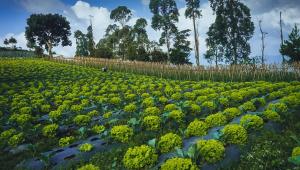 Snow Princess Mountain Glamping Resort at Clubbali,Lembang