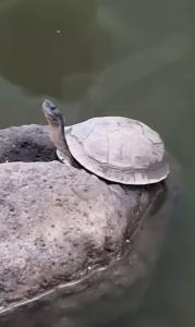 Pasig Condo FAST WIFI with Netflix and Pool Access