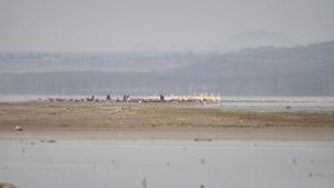 Taphe Resort Naivasha