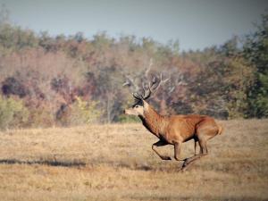 Chalets Le refuge de Chambord : photos des chambres