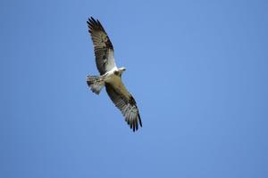 Chalets Le refuge de Chambord : photos des chambres
