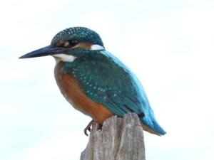 Chalets Le refuge de Chambord : photos des chambres