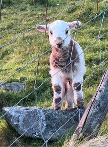 Hafod tŷ newydd wild camping