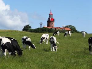 Kleinis Ferienhof Hohen Niendorf bei Ostseebad Kühlungsborn