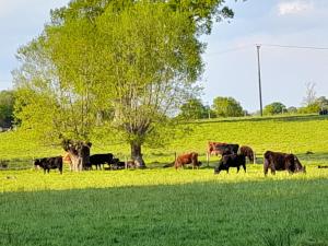 Lower Haven Shepherds Hut