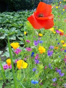 Ferienwohnung Hennings - Krumstedt