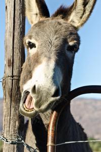 Alpha Excelsior Donkey camp