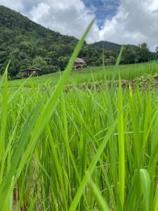 บ้านพักชิปู ป่าบงเปียง