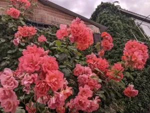 В Гостях на Иссык-Куле 2 - Chon-Sary-Oy