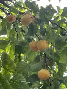 Vahagni guest house in Garni - Urtsʼadzor