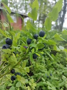 Viihtyisä mökki järven rannalla