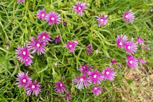 Vacation Home 和BISABI