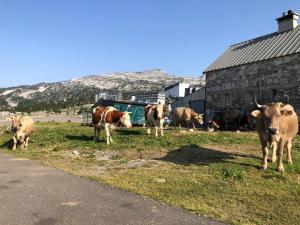 Appartements Pyrenees Coeur de station GR10 randonnees : Appartement - Vue sur Jardin