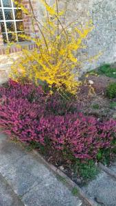 Sfeervol huis op het platteland