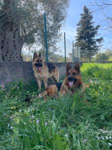 Happy Holiday House Hava