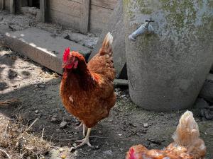 B&B / Chambres d'hotes A la ferme de Thilloy : photos des chambres