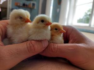 Humlebo stuga med bastu