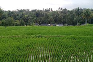 green rice view villa