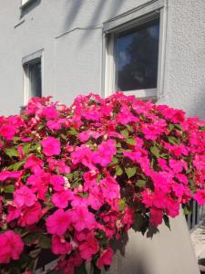 Get-your-flat - traumhaft niedliche FeWo149, 2 Zr Kü Bad, Haustier nur auf Anfrage, ruhig & stadtnah EG - TOP