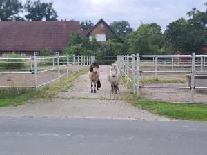 Traumurlaub auf dem Gestüt - Böhme