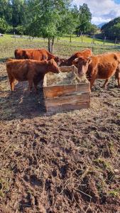 Roqueríos Logde, Tinaja incluida, Antuco