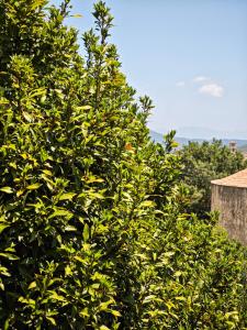 Espacio de paz, ideal para familias Villa Amalia