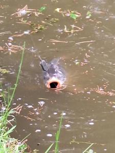 Biały domek nad stawem