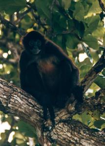 Ranchos de Chalia Panama