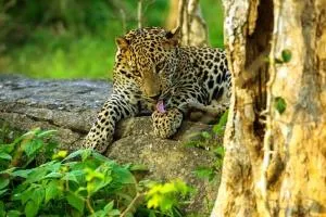 pam land Safari paradise - 恩比利皮蒂耶