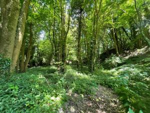 Lime Kiln Woods
