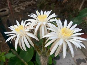 Hamro Family Ghar Apartment or Room near Kathmandu