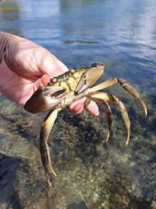 Accommodation close to the ocean on the West Coast