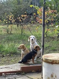 All ombra del carrubo img30