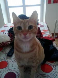 All ombra del carrubo img29