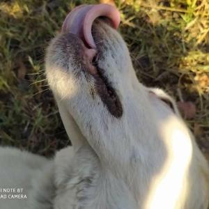 All ombra del carrubo img28