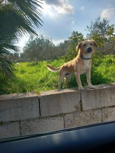 All ombra del carrubo img26