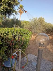 All ombra del carrubo img33