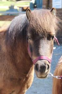 Gîte équestre en Provence aux pieds des Alpilles