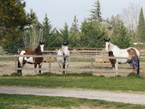 Gîte équestre en Provence aux pieds des Alpilles