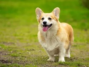 Ashizuri Sunnyside Hotel - Vacation STAY 67899v - Sukumo