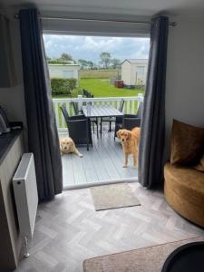 Nr 88 Neues, ruhiges hundefreundliches Ferienhaus direkt am Wattenmeer, komplett eingezäunt