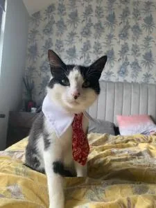 wake up with 2 cats on your face - 霍斯