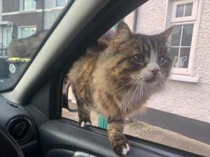 wake up with 2 cats on your face