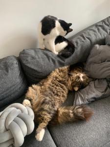 wake up with 2 cats on your face