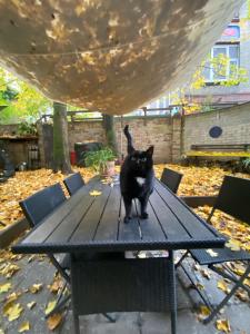 Cozy and quiet loft with private garden in a lively neighbourhood