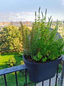 Apartament Jagiellońska blisko Galeria Przymorze - Gdańsk Przymorze